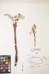 Lomatium nevadense image