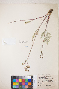 Lomatium nevadense image