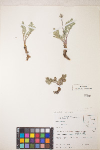 Lomatium nevadense var. nevadense image
