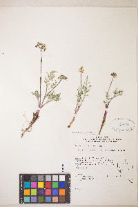 Lomatium nevadense var. nevadense image