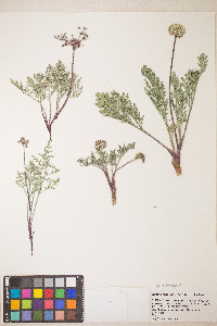 Lomatium nevadense var. nevadense image