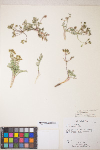 Lomatium nevadense image
