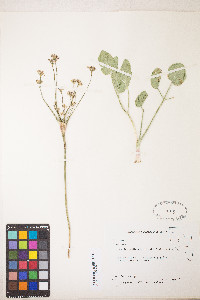Lomatium nudicaule image