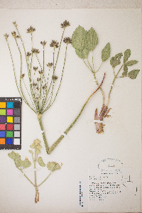 Lomatium nudicaule image