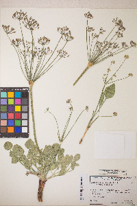 Lomatium nudicaule image