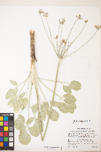 Lomatium nudicaule image