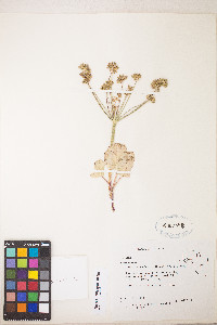 Lomatium nudicaule image