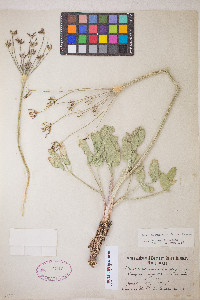Lomatium nudicaule image