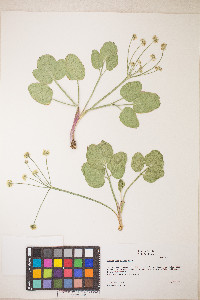 Lomatium nudicaule image
