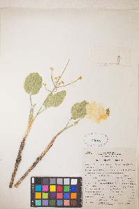 Lomatium nudicaule image