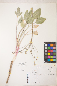 Lomatium nudicaule image