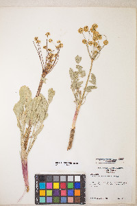 Lomatium nudicaule image