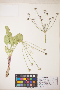 Lomatium nudicaule image