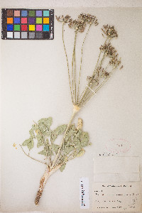 Lomatium nudicaule image