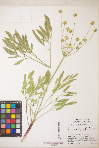 Lomatium nudicaule image