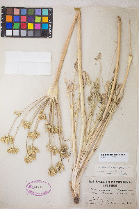 Lomatium nudicaule image