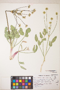 Lomatium nudicaule image