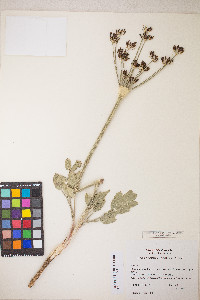 Lomatium nudicaule image