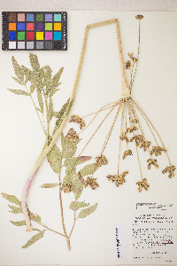 Lomatium nudicaule image
