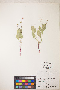 Lomatium nudicaule image