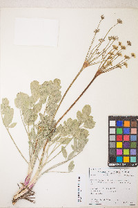 Lomatium nudicaule image
