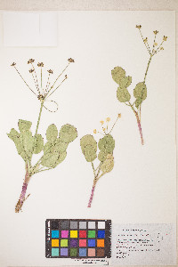 Lomatium nudicaule image
