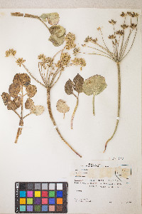 Lomatium nudicaule image