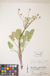 Lomatium nudicaule image