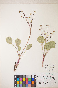Lomatium nudicaule image