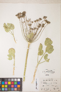 Lomatium nudicaule image