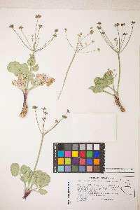 Lomatium nudicaule image