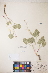 Lomatium nudicaule image