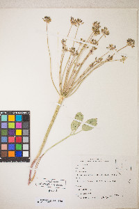 Lomatium nudicaule image