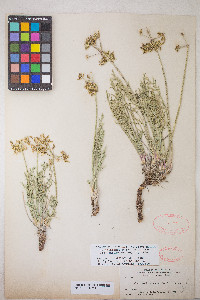 Lomatium graveolens image