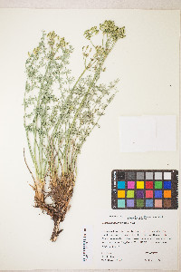 Lomatium parryi image