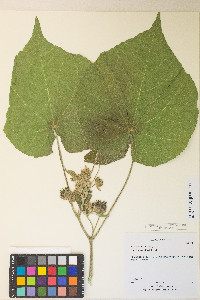 Abutilon theophrasti image