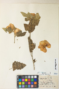 Iliamna grandiflora image