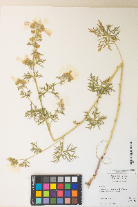 Malva moschata image