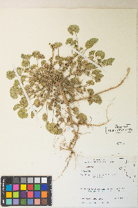 Malva neglecta image