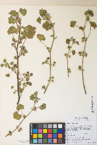 Malva nicaeensis image