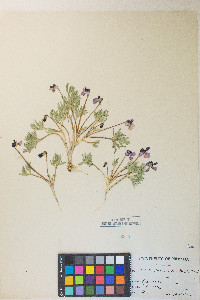Viola beckwithii image
