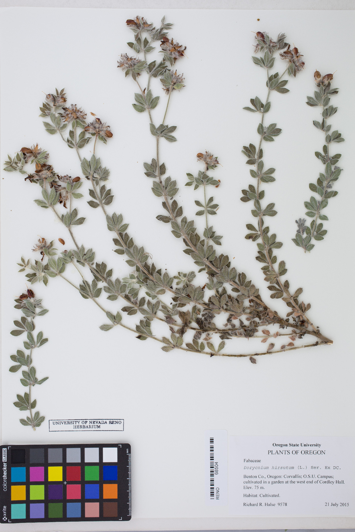 Dorycnium hirsutum image