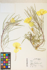 Oenothera macrocarpa image