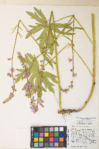 Sidalcea campestris image