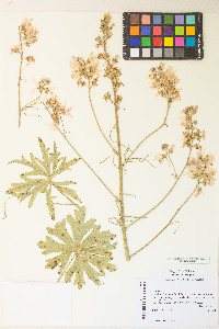 Sidalcea campestris image