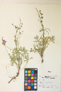 Sidalcea glaucescens image