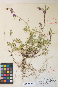 Sidalcea glaucescens image