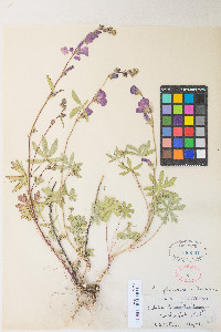 Sidalcea glaucescens image