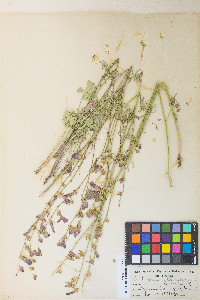 Sidalcea glaucescens image
