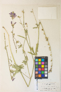 Sidalcea malviflora subsp. californica image